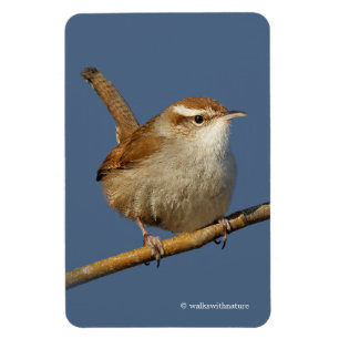 Ein neugieriger Bewick's Wren im Baum Magnet