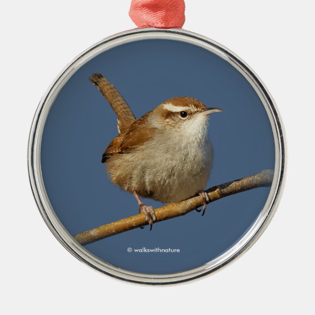 Ein neugieriger Bewick's Wren im Baum Ornament Aus Metall (Vorne)