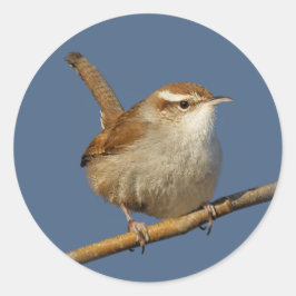 Ein neugieriger Bewick's Wren im Baum Runder Aufkleber