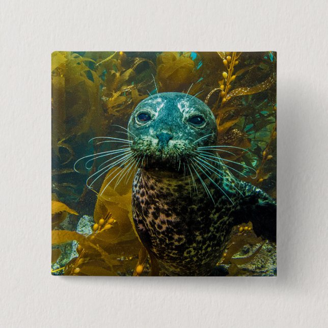 Ein neugieriger Hafen-Siegel-Kelp-Wald | Santa Button (Vorderseite)