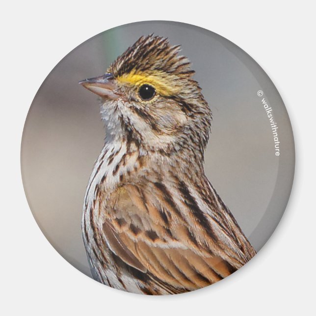 Ein neugieriger Savannah Sparrow Magnet (Vorne)