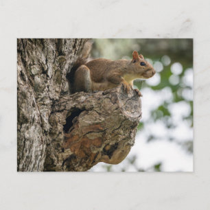 Ein neugieriges Eichhörnchen saß auf dem Knubbel e Postkarte