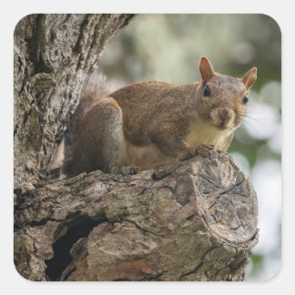 Ein neugieriges Eichhörnchen saß auf einem Ast. Quadratischer Aufkleber