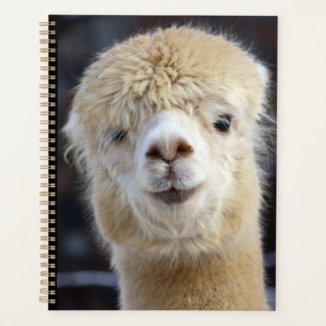 Ein niedlich flauschiges Alpaca-Gesicht Planer (Vorderseite)