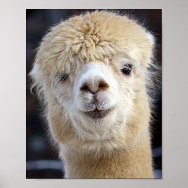 Ein niedlich flauschiges Alpaca-Gesicht Poster (Vorne)