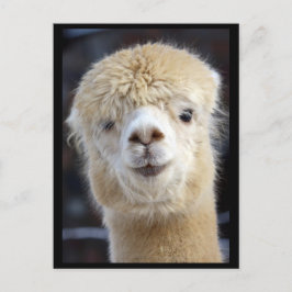 Ein niedlich flauschiges Alpaca-Gesicht Postkarte