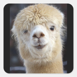 Ein niedlich flauschiges Alpaca-Gesicht Quadratischer Aufkleber
