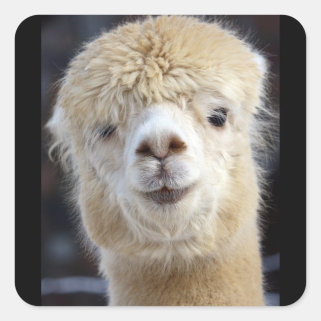 Ein niedlich flauschiges Alpaca-Gesicht Quadratischer Aufkleber (Vorderseite)