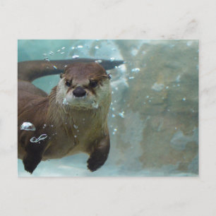 Ein niedlicher brauner Otter, der in einem klaren, Postkarte