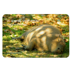 Ein Niedlicher Capybara-Traum im Sommer Magnet