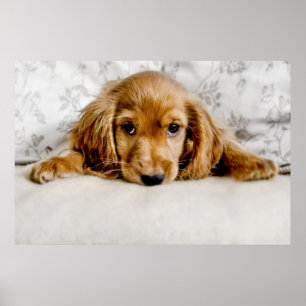 Ein niedlicher Cockerspaniel Poster