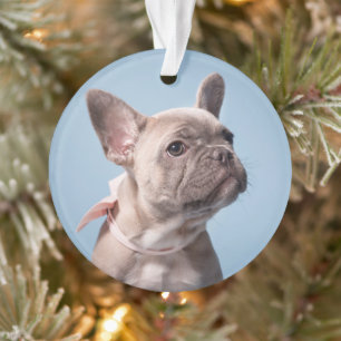 Ein Niedlicher französischer Bulldog Ornament