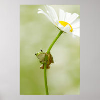 Ein Niedlicher Frosch