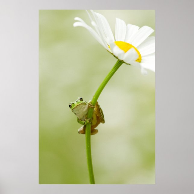 Ein Niedlicher Frosch Poster (Vorne)