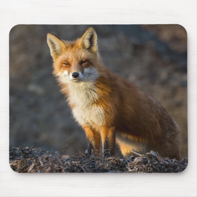 Ein Niedlicher kleiner Fuchs Mousepad (Vorne)