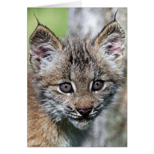 Ein Niedlicher kleiner kanadischer Lynx Kitten