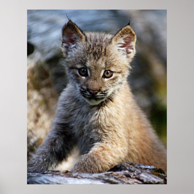 Ein Niedlicher kleiner kanadischer Lynx Kitten Poster (Vorne)