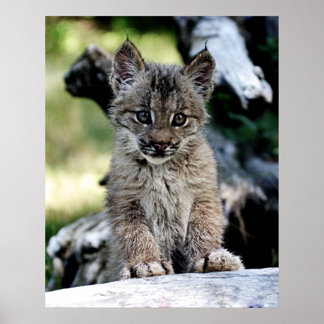 Ein Niedlicher kleiner kanadischer Lynx Kitten Poster (Vorne)