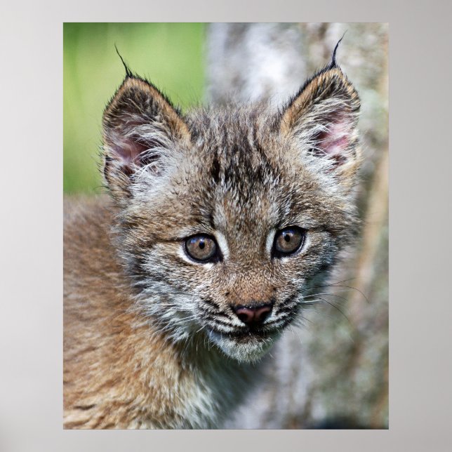 Ein Niedlicher kleiner kanadischer Lynx Kitten Poster (Vorne)