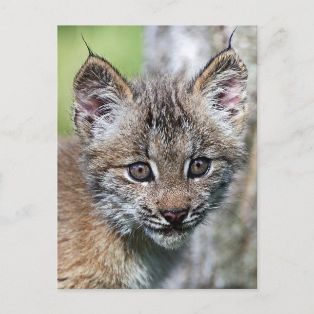 Ein Niedlicher kleiner kanadischer Lynx Kitten Postkarte (Vorderseite)