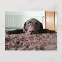 ein niedlicher Schokolade Labrador Welpe schlafen