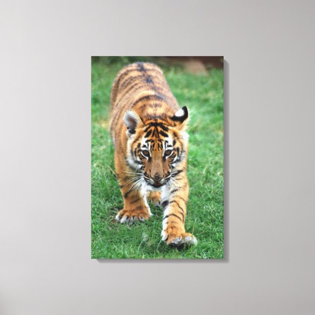 Ein niedlicher Tiger Leinwanddruck (Vorderseite)