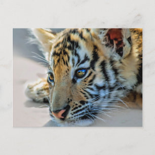 Ein niedlicher Tiger Postkarte