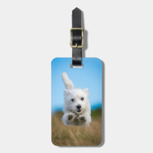 Ein niedlicher Westhochland-Terrier-Welpen-Betrieb Gepäckanhänger