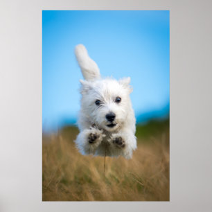 Ein niedlicher Westhochland-Terrier-Welpen-Betrieb Poster