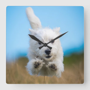 Ein niedlicher Westhochland-Terrier-Welpen-Betrieb Quadratische Wanduhr