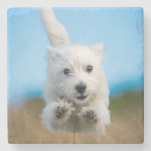Ein niedlicher Westhochland-Terrier-Welpen-Betrieb Steinuntersetzer