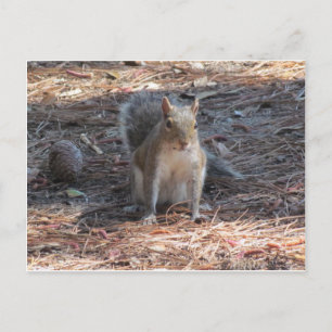 Ein niedliches Eichhörnchen Postkarte