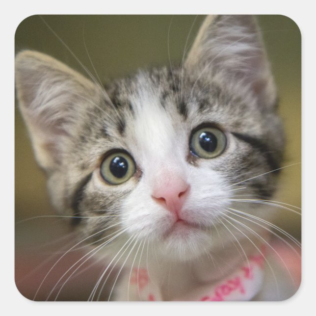 Ein niedliches Kätzchen mit grünen Augen Quadratischer Aufkleber (Vorderseite)
