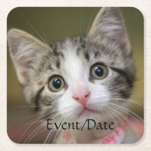 Ein niedliches Kätzchen mit grünen Augen