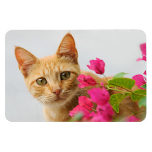 Ein niedliches rotes Tabbykätzchen passt Sie auf Magnet