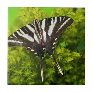 Ein nordamerikanischer Schwalbenschwanz-Schmetterl Fliese