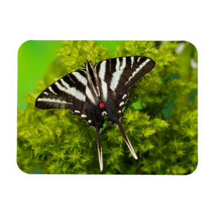 Ein nordamerikanischer Schwalbenschwanz-Schmetterl Magnet