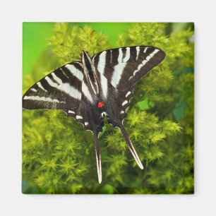 Ein nordamerikanischer Schwalbenschwanz-Schmetterl Magnet