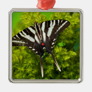 Ein nordamerikanischer Schwalbenschwanz-Schmetterl Ornament Aus Metall