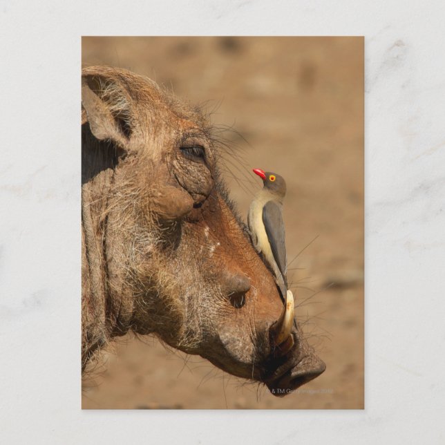 Ein Oxpecker auf einem Warthogs, Isimangaliso, Postkarte (Vorderseite)