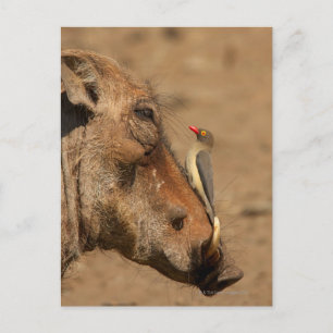 Ein Oxpecker auf einem Warthogs, Isimangaliso, Postkarte