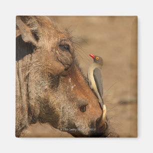 Ein Oxpecker auf einer warthogs Schnauze, Magnet