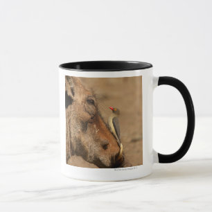 Ein Oxpecker auf einer warthogs Schnauze, Tasse