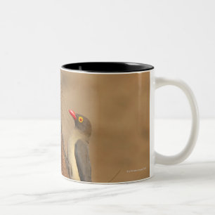 Ein Oxpecker auf einer warthogs Schnauze, Zweifarbige Tasse