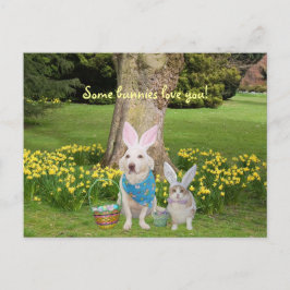 Ein paar Bärenchen Liebe Sie! Postkarte