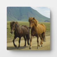 Ein Paar brauner isländischer Ponys