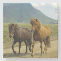 Ein Paar brauner isländischer Ponys