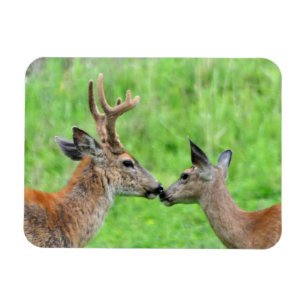 Ein Paar Hirsche Magnet