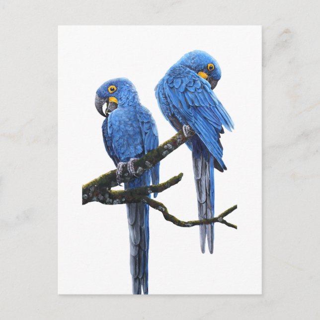 Ein Paar Hyacinth Macaws Postkarte (Vorderseite)