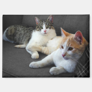 Ein paar Kätzchen Magnet